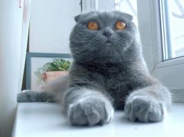 Вот мое чудо.:)