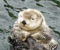 Выдры могут быть милыми и смешными