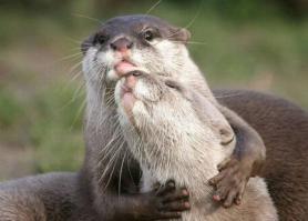 Выдры могут быть милыми и смешными