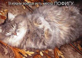 Самый равнодушный кот