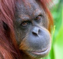 Звериные морды