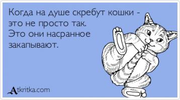 Прогноз на матч Алжир - Россия от кошки Масяни