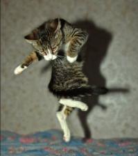 Фишкина солянка за 30.06.2014