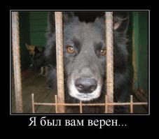 Собаки потерявшие доверие к своим владельцам 