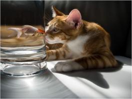 Милейшие поцелуи животных