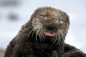 Отфотошопте моё фото