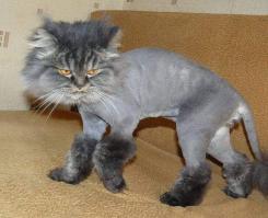 Повадки, которые роднят вашу кошку с тиграми и львами