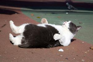 Эти звери тоже лениться горазды...