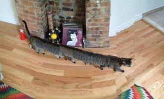 Сорококотоножка