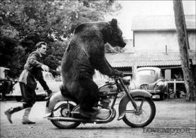 Уморительные мишки, которые ведут себя как люди 