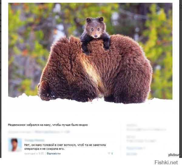 Медведи учат медвежат быть медведями