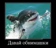 Акулий дайвинг в Гансбае