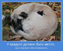 Кто то с первого взгляда будет считать что собака сейчас убьёт котёнка