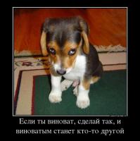 Cобаки, которые понятие не имеют, откуда взялся весь этот бардак