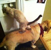 Подельники...