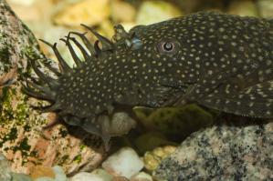 А меня вот такое чудо живет, анциструс называется