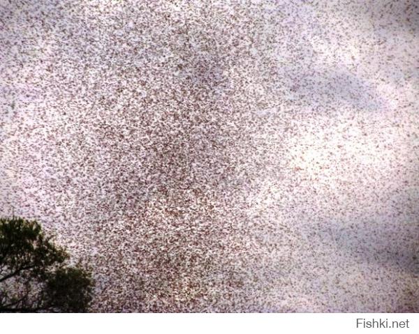 Вообще-то Землей правят насекомые: общая масса всех летающих, плавающих, ползающих шестиногих Земли в 30-40 раз больше, чем вес всех людей нашей планеты.
Нашествие комаров на деревню в Беларуси (Никольцы Мядельского района Минской области):