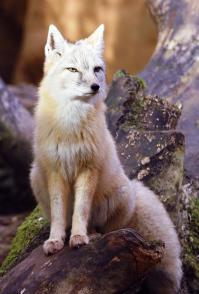 Корсак, или степная лисица. Тоже симпатичная