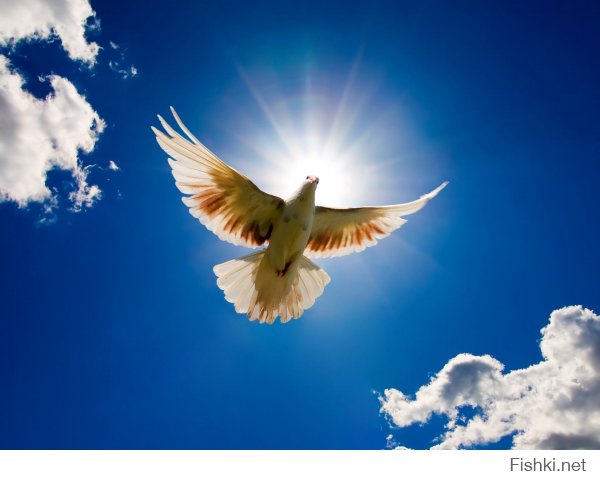 Вот здесь в нужном качестве: