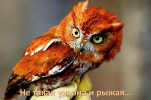  Рыжая сова