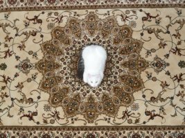 Котэ перфекционист