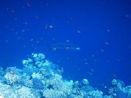 Дыхание замирает не когда сидишь за компом, фото разглядывая, а когда плывешь, никого не трогаешь, а навстречу - Это. И хрен его знает, что делать - драпать, сломя голову, или актинией прикинуться...