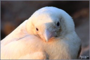 Согласен, восполняю