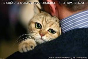 О чем на самом деле думают коты (16 фото)