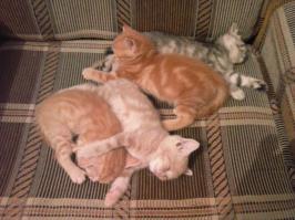 После сражения...