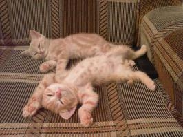 После сражения...