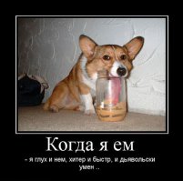 Собаки за стеклом 