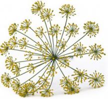 Угадай страну!