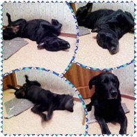 Спят усталые зверушки 