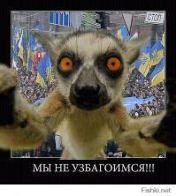 20 животных, которых тоже чертовски удивляет этот мир