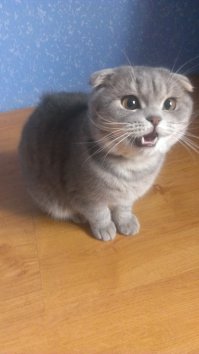 Наглядное пособие имитации змеи. Мой кот был дьявольски зол