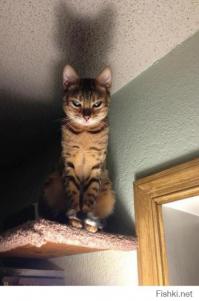 какой пост, такой и кот. вернее, лампа у кота.
.
.