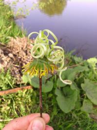 Такими вот "куколками" играли мы