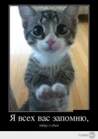 Кот, который превратился в большой комок шерсти