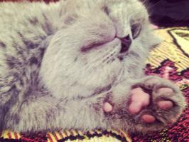 Всегда хотела котейку, мечта сбылась)