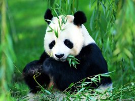 Большая панда - медведь. Малая (или красная) панда - енот.