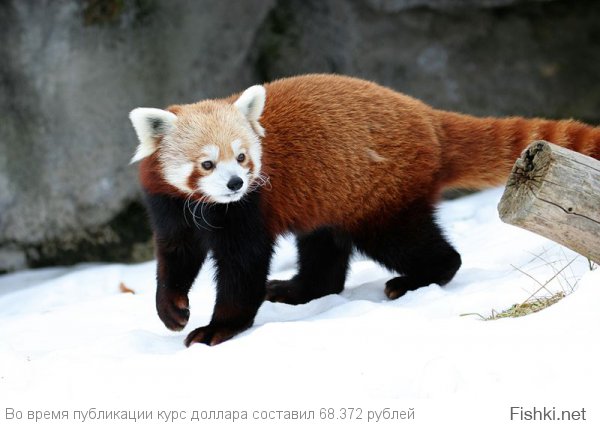 Большая панда - медведь. Малая (или красная) панда - енот.