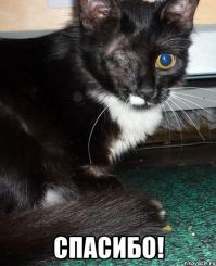 Новый член семьи