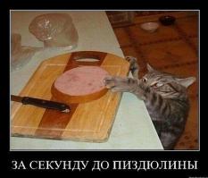 Нормальный деревенский кот