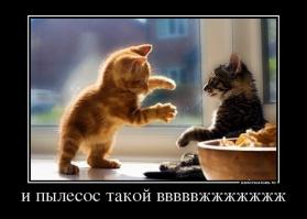 Животные, которые любят пылесос