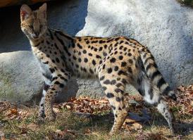 Знакомься-сервал.