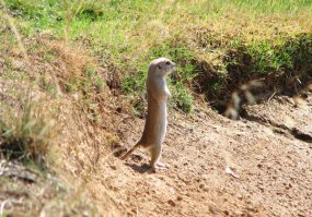 Для сравнения суслик