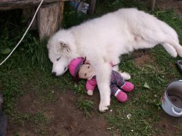 Животные, обнимающие мягкие игрушки
