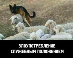 Животные: дружба, любовь, секс