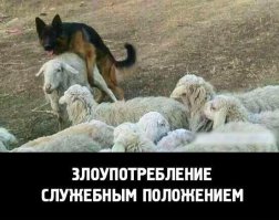 Овца выращенная собаками