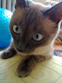 котик мой Бумажка